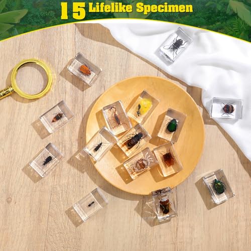 15 Real Insect Resin Specimens Set - Various Real Bug Specimens in Resin for Science Education, Classroom Biology, Bug Observation Kit with Storage Bag, Magnifying Glass & Instructions