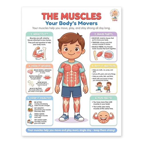 JELLY BEAN GENIUS Muscular System Poster – Laminated Dry-Erase Human Anatomy Chart for Classroom & Homeschool | Muscles Science Wall Poster 8.5x11 - color: Muscular System