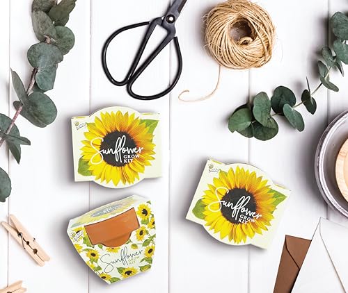 BUZZY Seeds Sunflower Grow Kit 12-Pack, Terracotta Pots, Indoor Garden - color: 12pk Sunflower