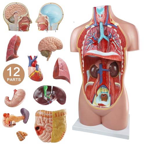 Human Body Anatomy Model with Removable Organs Life-Size 34.5"