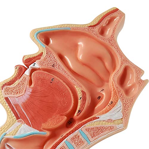 EVOTECH SCIENTIFIC Life Size Nasal Oral Cavity Throat 1:1 Human Nasopharynx Laryngopharyngeal Nasal Cavity, Oral Cavity, Pharynx, Larynx, Anatomical Model,