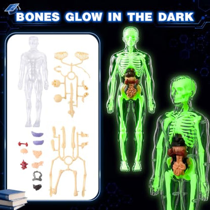 Set of 4 Human Body Anatomy Model Kit Interactive Science Kit