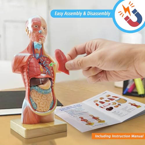Generies 15 Pcs Removable 3D Human Torso Anatomy Model, 11 inch