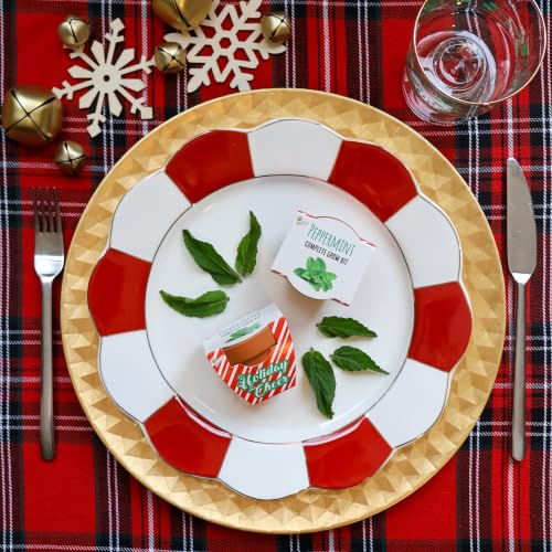 BUZZY Seeds Candy Cane Peppermint Grow Kit 6-Pack, Terracotta Pots - color: 6pk Candy Cane Peppermint