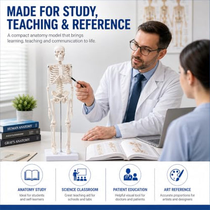 17.7-Inch Mini Human Skeleton Anatomy Model with Movable Joints