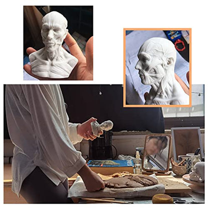 Human Head Muscle Anatomical Model, Facial Bust for Drawing Study White - color: White