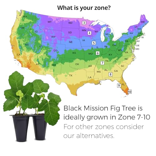 Black Mission Fig Plant (4 Pack) | Live Fruit Plant for Planting | Grow Your Own Sweet & Juicy Figs at Home | Easy to Grow & High-Yielding Tree | Perfect for Fresh Eating, Drying & Organic Gardening - style: Black Mission