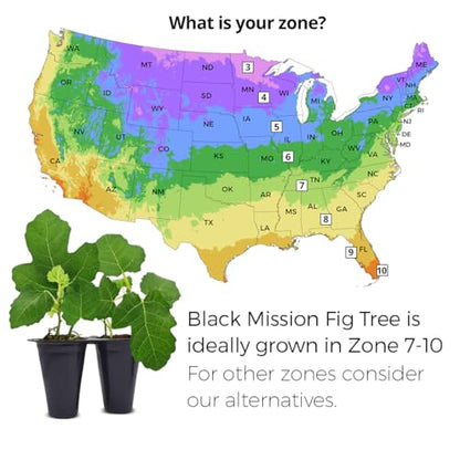 Black Mission Fig Plant (4 Pack) | Live Fruit Plant for Planting | Grow Your Own Sweet & Juicy Figs at Home | Easy to Grow & High-Yielding Tree | Perfect for Fresh Eating, Drying & Organic Gardening - style: Black Mission