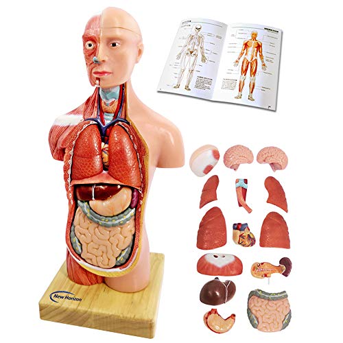 Generies 15 Pcs Removable 3D Human Torso Anatomy Model, 11 inch