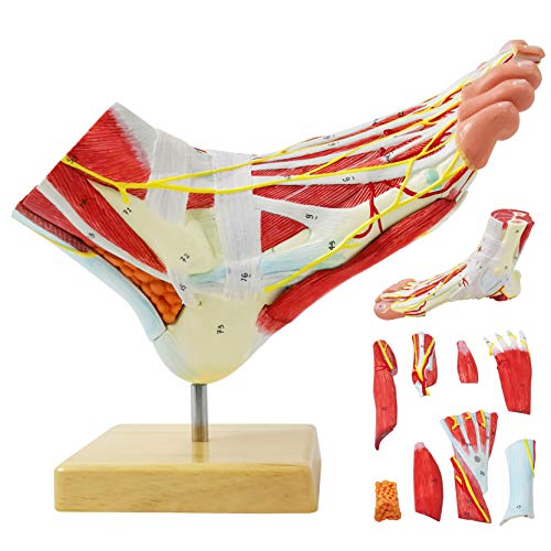Generies Natural Large Foot Anatomical Model 9 Parts with 81 Digital Signs