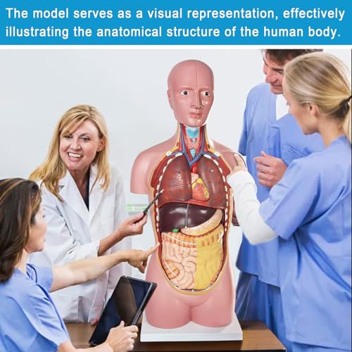 Human Body Anatomy Model with Removable Organs Life-Size 34.5"