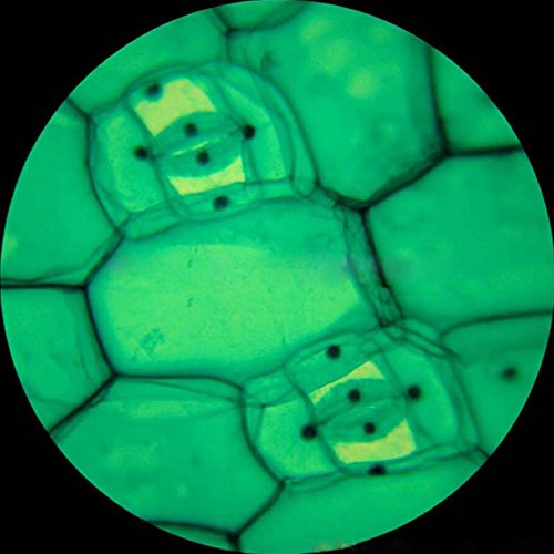 AmScope Assorted Specimens Set with Slides & Pipettes - style: PS100E-72P100S22-50PP
