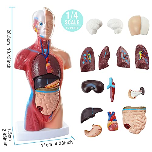 Anatomy Model Bundle Set of 3 - Human Body, Heart, Torso & Skeleton