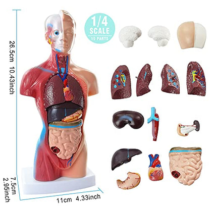 Anatomy Model Bundle Set of 3 - Human Body, Heart, Torso & Skeleton