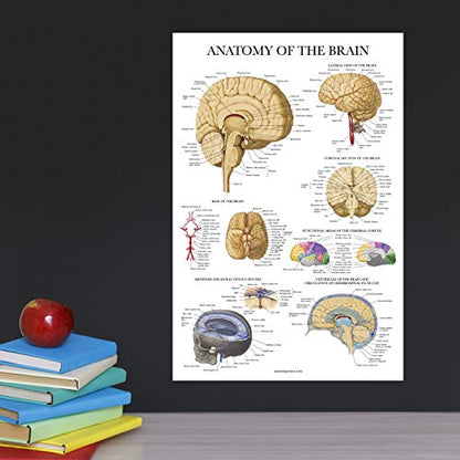 Palace Learning Brain Anatomy Poster - Laminated - Anatomical Chart of the Human Brain (Laminated , 18" x 24") - color: Laminated
