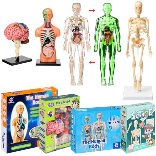 Set of 4 Human Body Anatomy Model Kit Interactive Science Kit