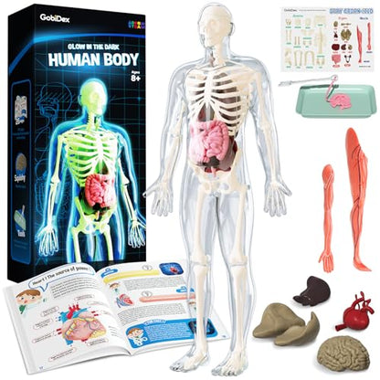 GobiDex Human Body Skeleton Model Kit, Glow in The Dark Science Kit for Kid