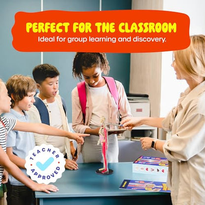 Human Anatomy Squishy Body Model - STEM Science Kits for Boys & Girls
