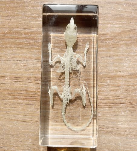 Real Mouse Skeleton Specimens in Resin Paperweight Crafts, Animal Taxidermy Collection for Science Education & Desk Ornament (Mouse Skeleton) - color: Mouse Skeleton