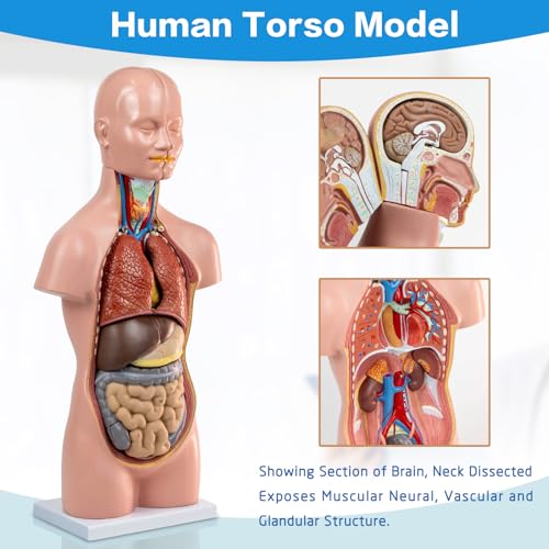 HADWYN 12 Pcs Removable Human Torso Model,20 inch Anatomy Torso Model