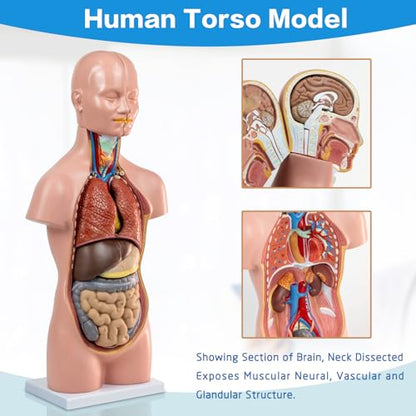 HADWYN 12 Pcs Removable Human Torso Model,20 inch Anatomy Torso Model
