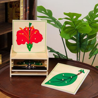 Premium Montessori Botany Puzzle Cabinet with 3 Puzzles | Tree, Flower, Leaf Kids | Science & Nature Learning Toys | MDF & Plywood Material for Classroom Homeschool Toddlers 3+