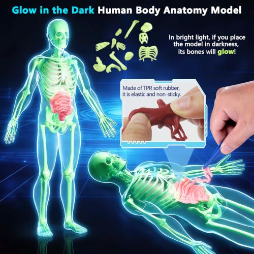 Glow in Dark Human Body Model, 3D Realistic Human Anatomy Model,Removable Human Organ Model for Study Teaching Demonstration