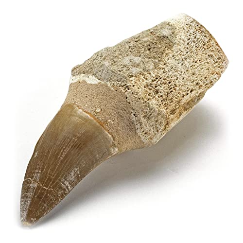 KALIFANO Authentic Fossilized Prehistoric Mosasaur Tooth from Morocco - Mosasaurus Teeth for Fossil Collections and Education Purposes (Information Card Included) - color: Mosasaur Tooth