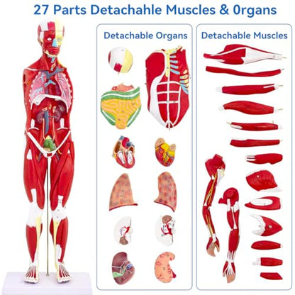 DSFGFRR Human Anatomy Muscle Model, 27-Part 1/2 Life Size 33” Human Muscle and Organ Model with Removable Organ, Anatomical Model of the Cricopharyngeal Muscle for Medical Physiology Study Teaching