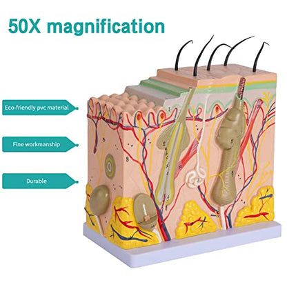 Skin Anatomy Model - Skin Diagram Model Human Anatomy Skin Model Skin Structure 50X Magnification Model with Hair - color: 50X
