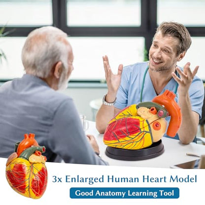 SFXYJ 3X Enlarged Anatomical Heart Model,3-Part Removable with Ventricles Atria Valves Veins Artery 39 Anatomy Structures Number Manual Magnets Display Base for Science Classroom and Cardiology Study - size: 11.8"L x 11.4"W