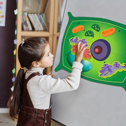 Leitee 18 Pcs Magnetic Plant Cell Model Kit, Giant Biology Teaching Aid - size: 17.8 x 13.7 in