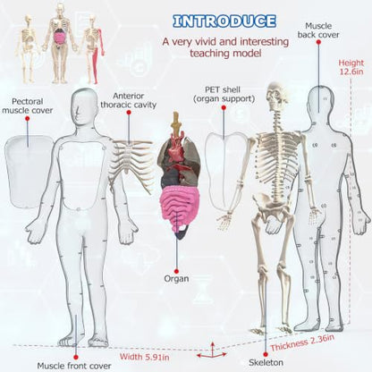 Glow in Dark Human Body Model, 3D Realistic Human Anatomy Model,Removable Human Organ Model for Study Teaching Demonstration