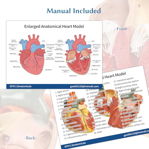 SFXYJ 3X Enlarged Anatomical Heart Model,3-Part Removable with Ventricles Atria Valves Veins Artery 39 Anatomy Structures Number Manual Magnets Display Base for Science Classroom and Cardiology Study - size: 11.8"L x 11.4"W