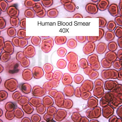 BoliOptics 10 Prepared Microscope Slides General Biology Specimen Set Plant Animal Human Anatomy Cells for Students Hobbyists Beginners Kids Homeschool, SL39901003