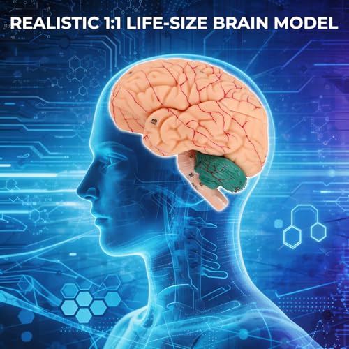 Human Brain Model, 8-Part Life Size Magnetic Detachable Brain Anatomy Model, 32 Numbered Brain Structures, PVC Anatomical Brain Model with Base & Study Card for Teaching, Study & Display