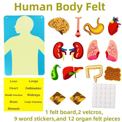 Human Body Model for Kids-Human Body Parts Learning Felt Board Set for Toddlers-Felt Wall Activities-Educational Storytelling Toy for Daycare Home Preschool-Teacher Daycare Supplies