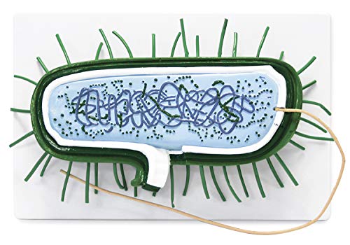 Parco scientific PB00131 Bacterial Model | 10000X Enlarged | Prokaryotic Bacteria Cell | Shows Cell Wall, Cytoplasmic Membrane, Cytoplasm, Nucleoid, Ribosomes, PILI and Flagella | Manual Included