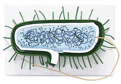 Parco scientific PB00131 Bacterial Model | 10000X Enlarged | Prokaryotic Bacteria Cell | Shows Cell Wall, Cytoplasmic Membrane, Cytoplasm, Nucleoid, Ribosomes, PILI and Flagella | Manual Included