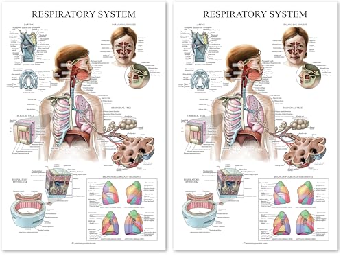 Palace Learning Laminated Respiratory System Anatomical Chart - Lung Anatomy Poster - 18" x 24" (Pack of 2) - size: 24L" x 18W" (Pack of 2)