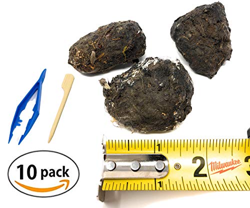 PelletPal Premium Barn Owl Pellets, Large (Pack of 10) - Free Bone ID Chart, 10 Forceps, 10 Paddle Picks, and Teaching Guide Included!