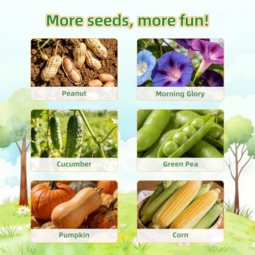 TitaniX Root Viewer Kit for Kids with 6 Seed Varieties, STEM Science Toy & Craft Growing Kits for Boys & Girls, Grow Your Own Plant for Ages 4-8 Birthday Gifts for Boy,4, 5, 6, 7, 8, Year Old