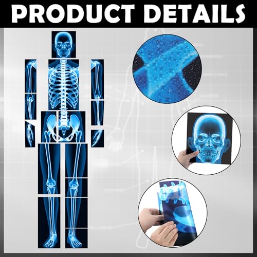 Lineshading 16 Pieces Human x Rays Bones Pretend x Rays for Kids Human Bones Body Educational Science Kit Display Play Table(Blue) - color: Blue