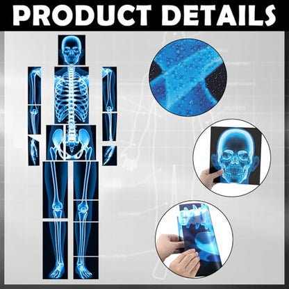 Lineshading 16 Pieces Human x Rays Bones Pretend x Rays for Kids Human Bones Body Educational Science Kit Display Play Table(Blue) - color: Blue
