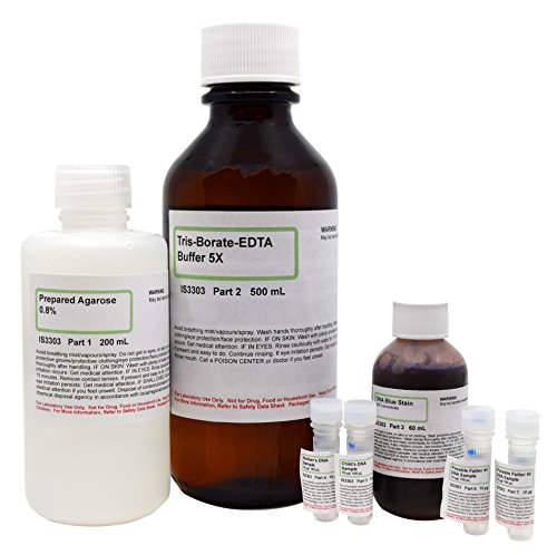 ALDON Innovating Science DNA Paternity Testing Electrophoresis Lab Activity - Materials for Up to 8 Student Groups - The Curated Chemical Collection