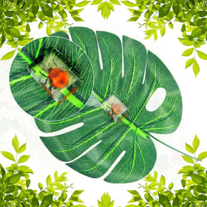 CroBlissful 6 Pcs Insect in Resin Specimen Bugs for Kids
