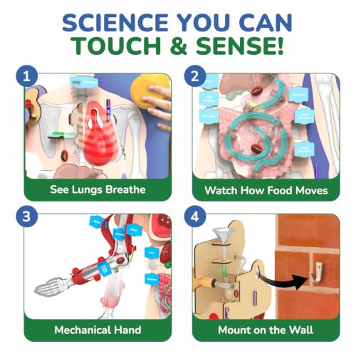 Smartivity DIY Interactive Human Body Model for Kids 8-14 Years