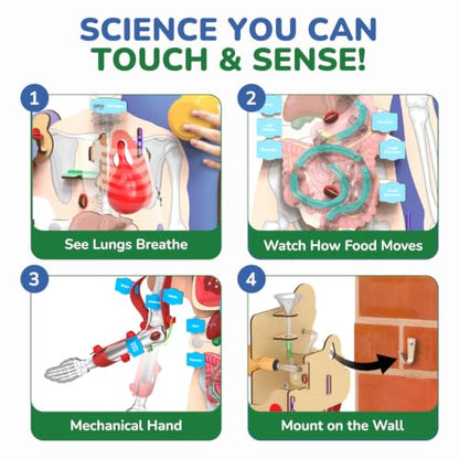 Smartivity DIY Interactive Human Body Model for Kids 8-14 Years
