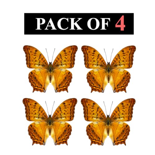 4 Real Butterfly Taxidermy Specimens Mounted Insect Collection BU31X4 - color: Butterfly 31