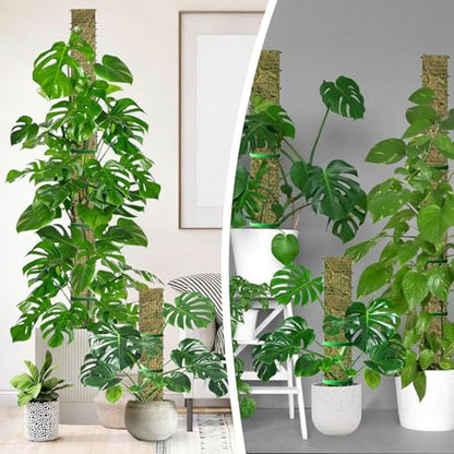 60"/40"/24" Metal Moss Pole, D Shape Sphagnum Moss Pole, Moss Poles for Climbing Plants, Monstera, Indoor Climbing Plants (3 Each of 60" 40" 24") - style: 3 Each of 60" 40" 24"